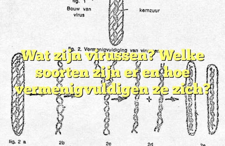 Wat zijn virussen? Welke soorten zijn er en hoe vermenigvuldigen ze zich?