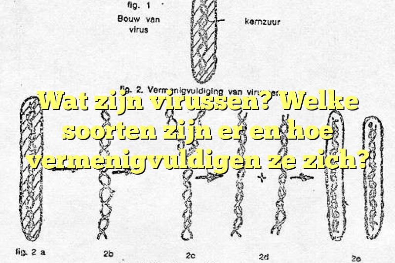 Wat zijn virussen? Welke soorten zijn er en hoe vermenigvuldigen ze zich?