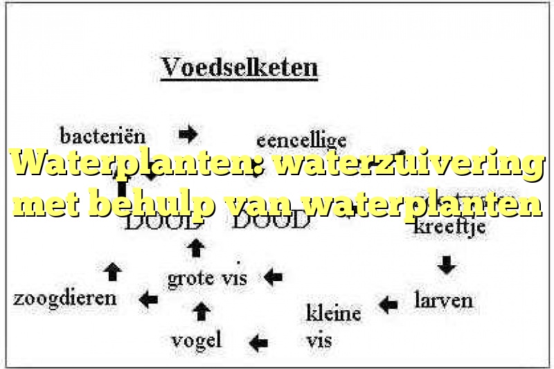 Waterplanten: waterzuivering met behulp van waterplanten