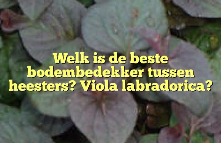 Welk is de beste bodembedekker tussen heesters? Viola labradorica?