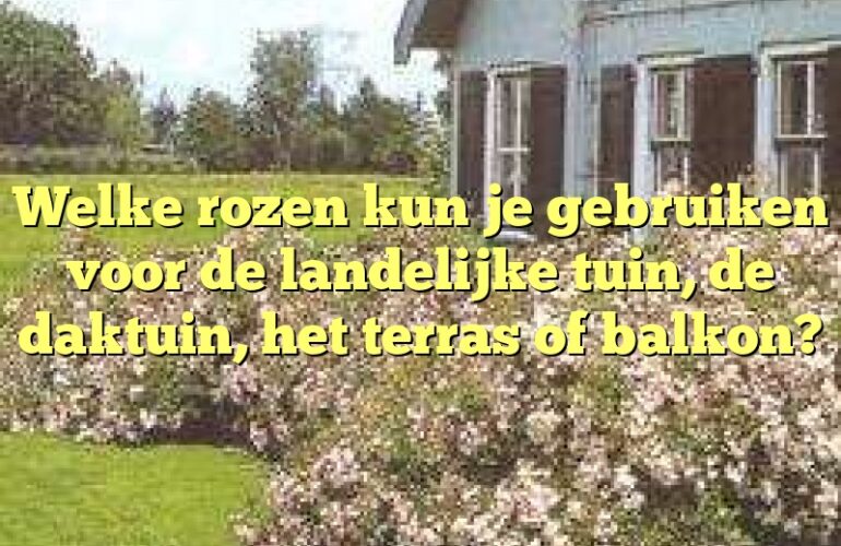 Welke rozen kun je gebruiken voor de landelijke tuin, de daktuin, het terras of balkon?