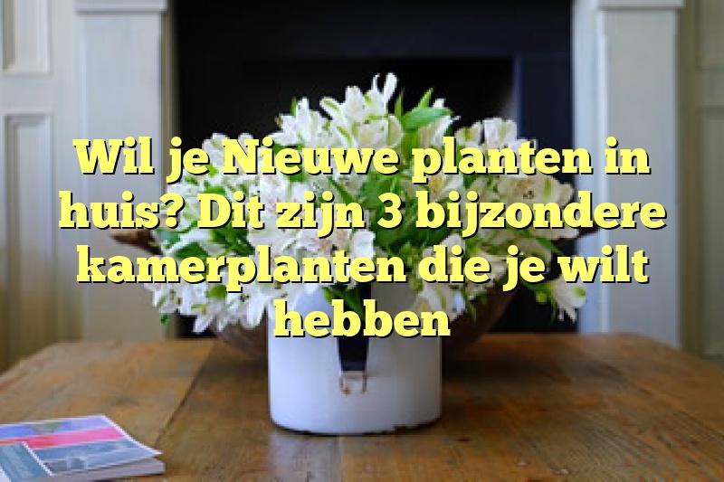 Wil je Nieuwe planten in huis? Dit zijn 3 bijzondere kamerplanten die je wilt hebben