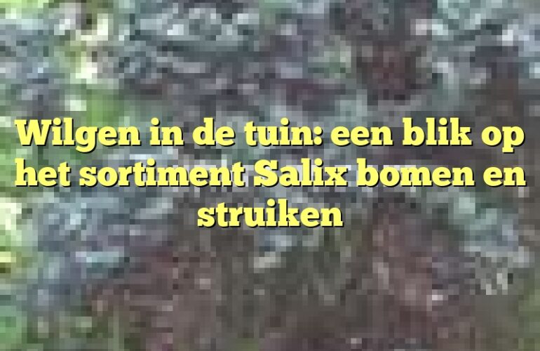 Wilgen in de tuin: een blik op het sortiment Salix bomen en struiken