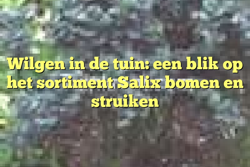 Wilgen in de tuin: een blik op het sortiment Salix bomen en struiken