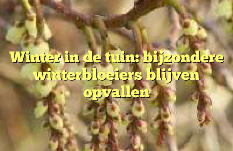 Winter in de tuin: bijzondere winterbloeiers blijven opvallen