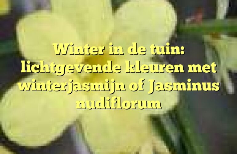 Winter in de tuin: lichtgevende kleuren met winterjasmijn of Jasminus nudiflorum