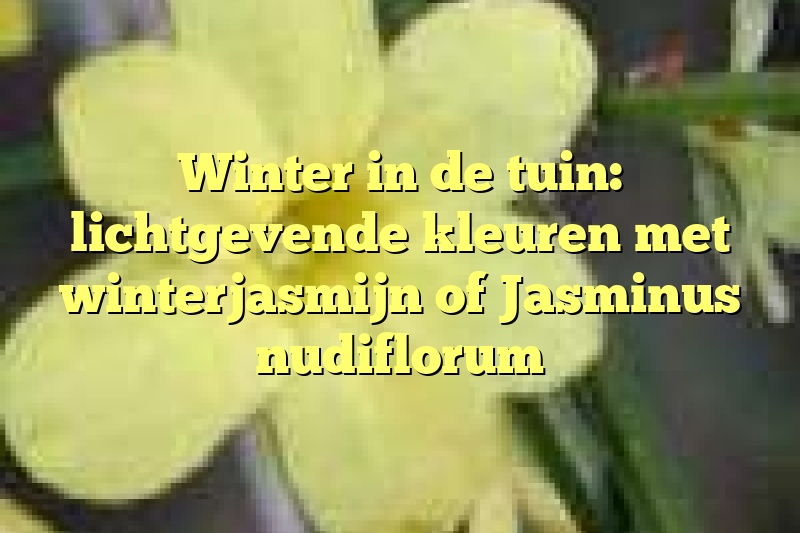 Winter in de tuin: lichtgevende kleuren met winterjasmijn of Jasminus nudiflorum