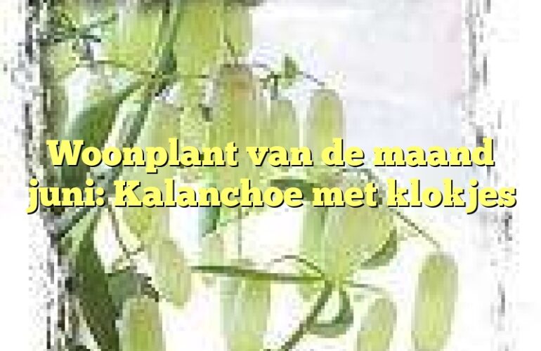 Woonplant van de maand juni: Kalanchoe met klokjes