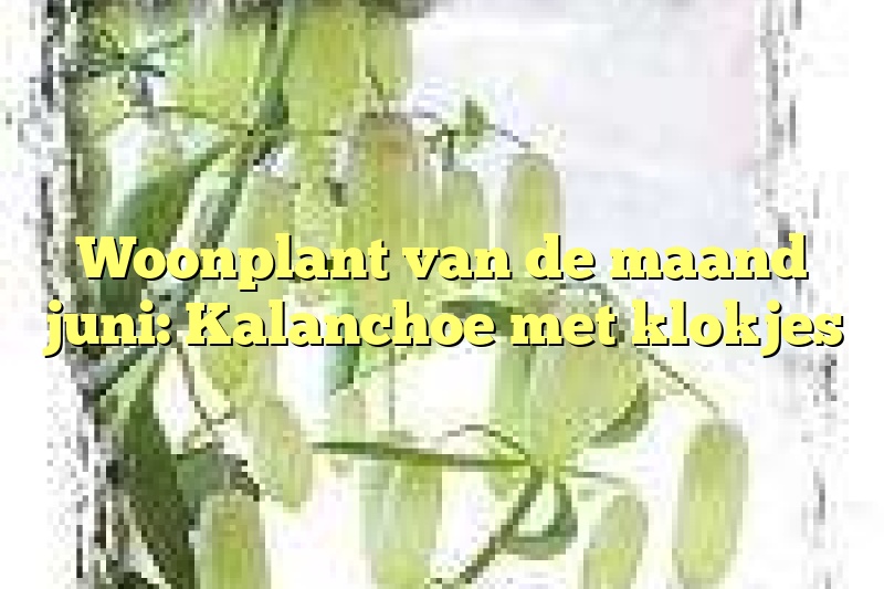 Woonplant van de maand juni: Kalanchoe met klokjes