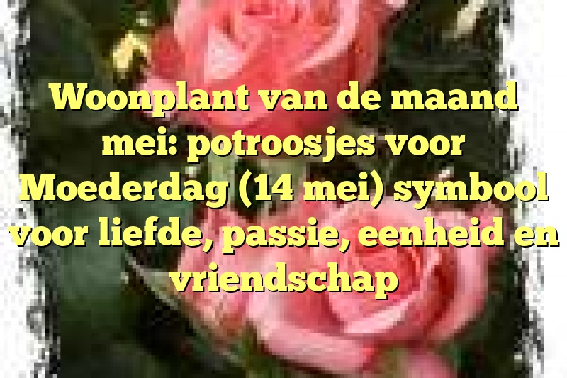 Woonplant van de maand mei: potroosjes voor Moederdag (14 mei) symbool voor liefde, passie, eenheid en vriendschap