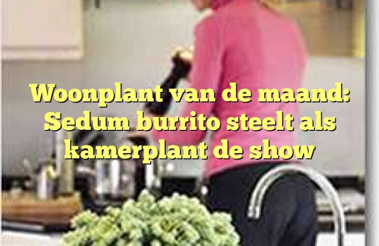 Woonplant van de maand: Sedum burrito steelt als kamerplant de show