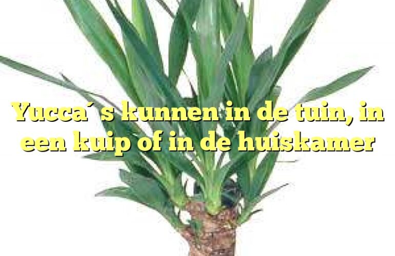 Yucca´s kunnen in de tuin, in een kuip of in de huiskamer