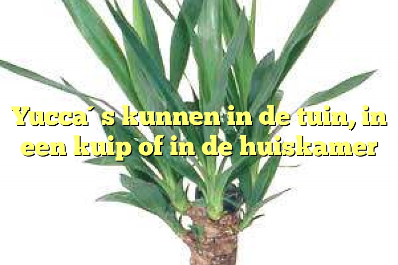 Yucca´s kunnen in de tuin, in een kuip of in de huiskamer