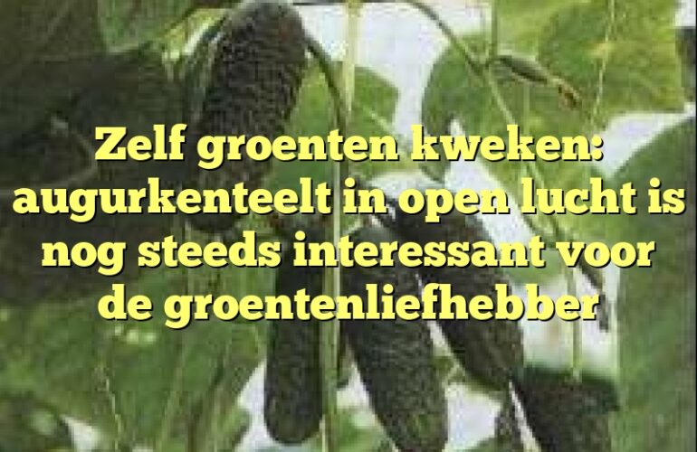 Zelf groenten kweken: augurkenteelt in open lucht is nog steeds interessant voor de groentenliefhebber