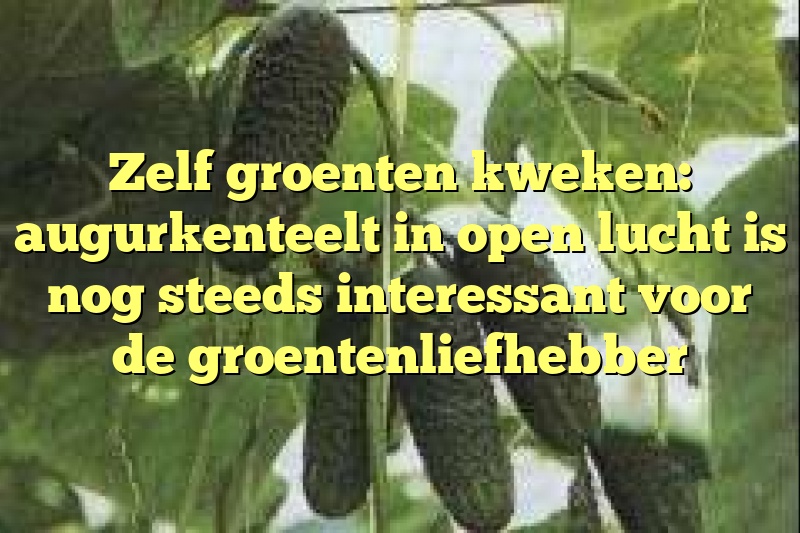 Zelf groenten kweken: augurkenteelt in open lucht is nog steeds interessant voor de groentenliefhebber