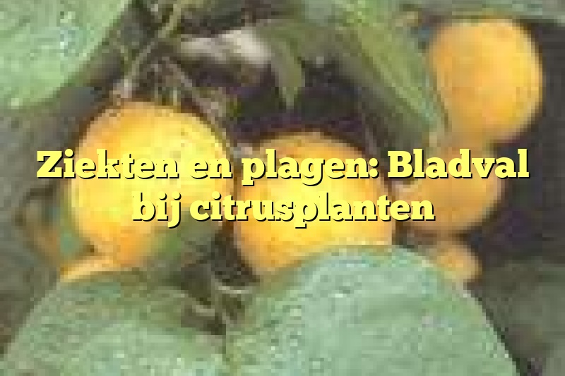 Ziekten en plagen: Bladval bij citrusplanten