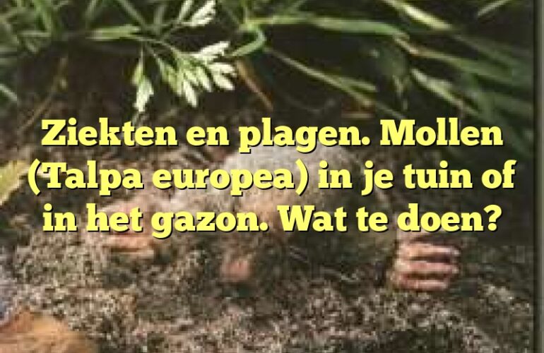 Ziekten en plagen. Mollen (Talpa europea) in je tuin of in het gazon. Wat te doen?