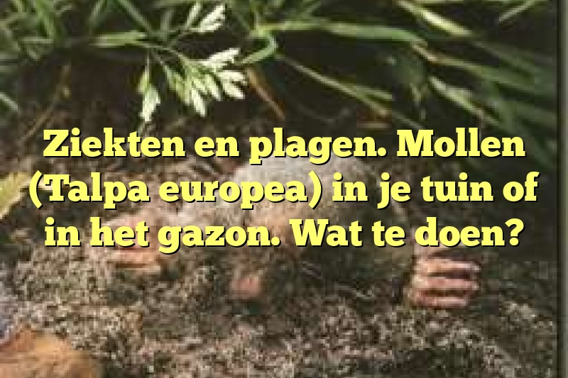 Ziekten en plagen. Mollen (Talpa europea) in je tuin of in het gazon. Wat te doen?