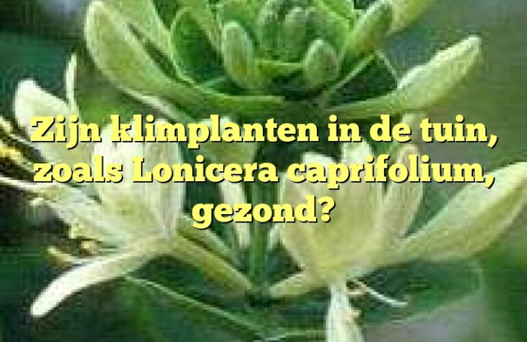 Zijn klimplanten in de tuin, zoals Lonicera caprifolium, gezond?