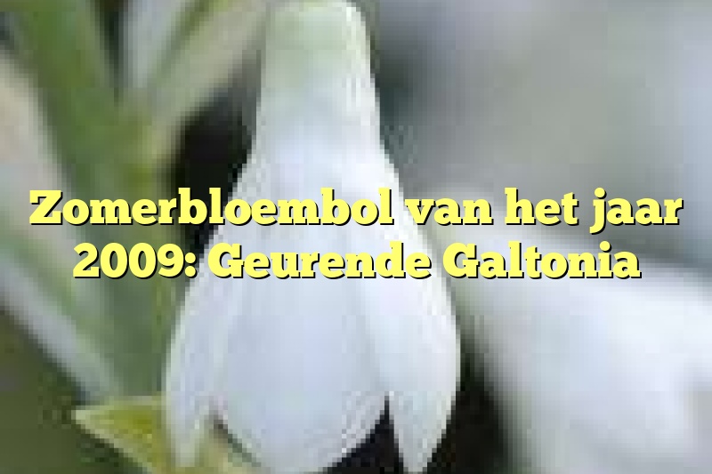 Zomerbloembol van het jaar 2009: Geurende Galtonia