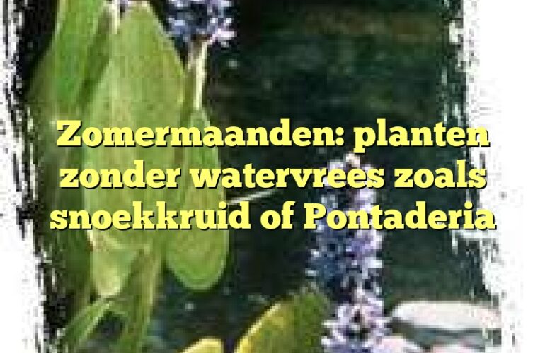 Zomermaanden: planten zonder watervrees zoals snoekkruid of Pontaderia