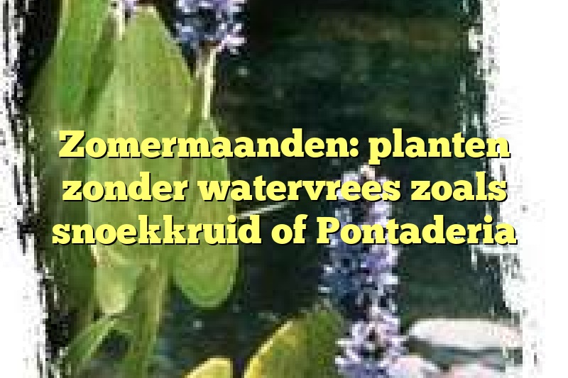 Zomermaanden: planten zonder watervrees zoals snoekkruid of Pontaderia