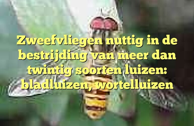 Zweefvliegen nuttig in de bestrijding van meer dan twintig soorten luizen: bladluizen, wortelluizen