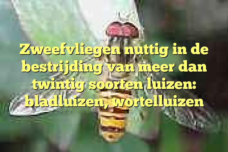 Zweefvliegen nuttig in de bestrijding van meer dan twintig soorten luizen: bladluizen, wortelluizen