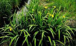 Iris pseudoacorus.jpg