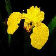 Iris pseudoacorus bloem.jpg