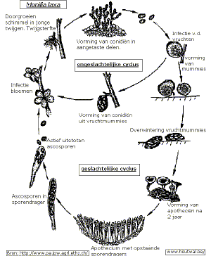 Levenscyclus van Monilia laxa