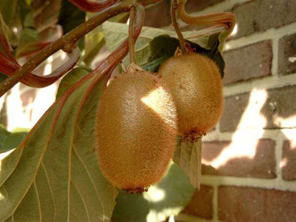 Vruchten van de kiwi cultivar Hayward