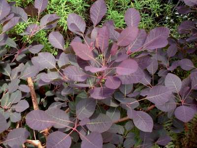 Cotinus Royal Purple