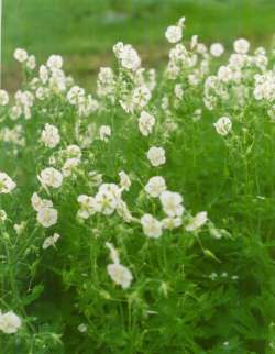 Nog zo’n mooie: Geranium phaeum Album, waarvan de witte bloemen in mei-juni oplichten in de schaduw.