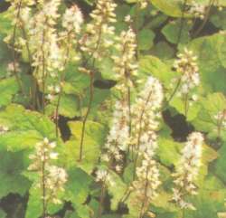 Tiarella cordifolia